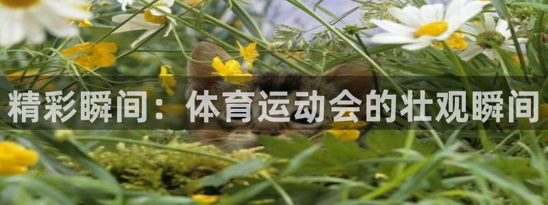 谈球吧体育：精彩瞬间：体育运动会的壮观瞬间