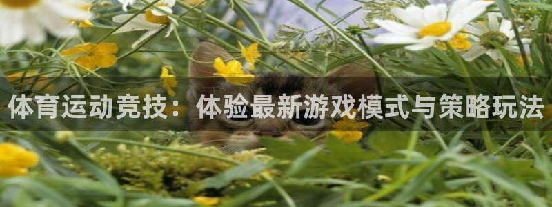谈球吧：体育运动竞技：体验最新游戏模式与策略玩法