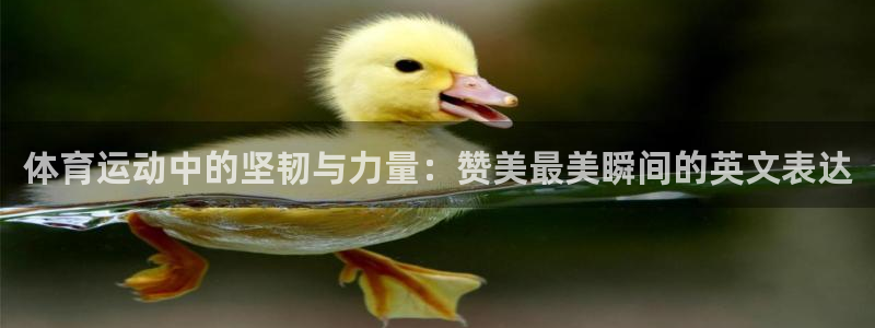 谈球吧：体育运动中的坚韧与力量：赞美最美瞬间的英文表达